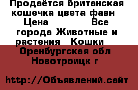 Продаётся британская кошечка цвета фавн › Цена ­ 10 000 - Все города Животные и растения » Кошки   . Оренбургская обл.,Новотроицк г.